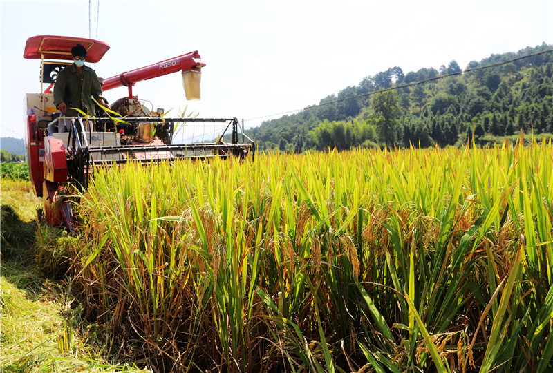收割机来回穿梭,一会儿工夫,一丘近两亩的水稻就被收割机"吞"进肚子