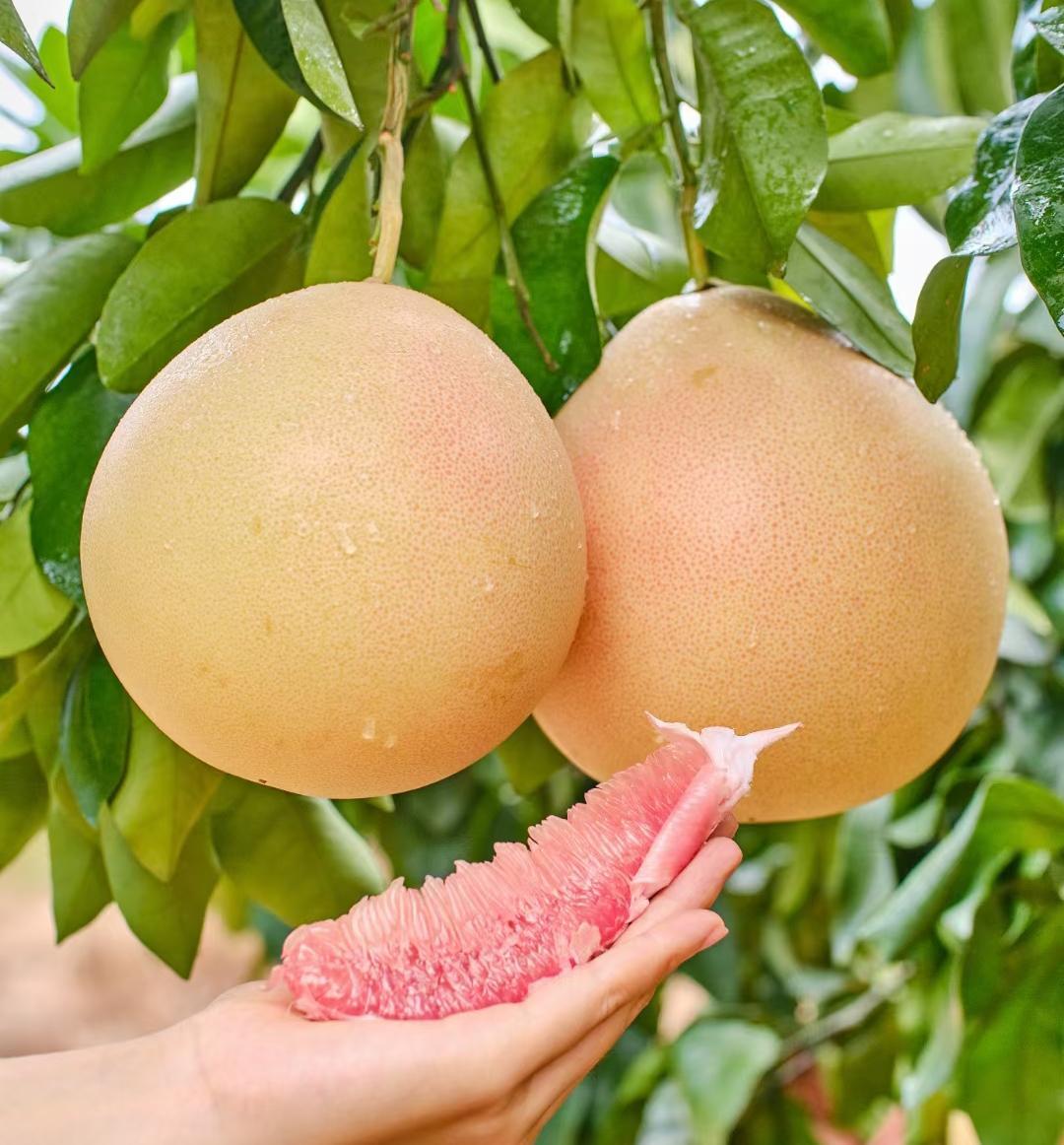 【图集】韶关仁化长坝蜜柚开摘,甜蜜"柚惑"受青睐