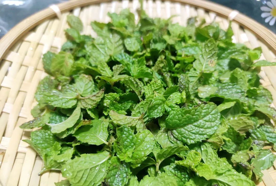 新鲜的薄荷吃不完教你做成薄荷茶方法简单好储存可以喝一年