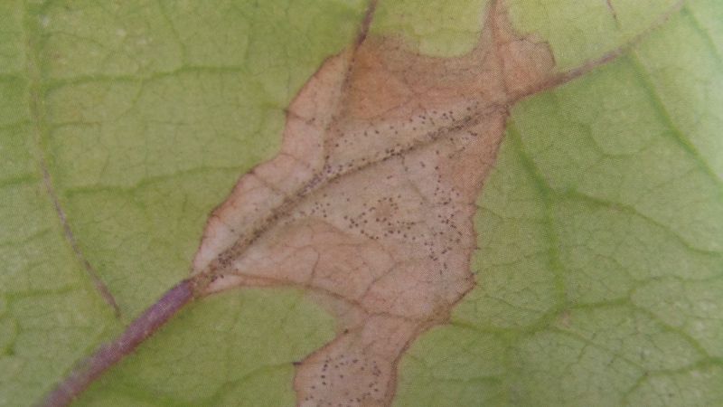 茄子炭疽病诊断识别以及发病后挽救措施