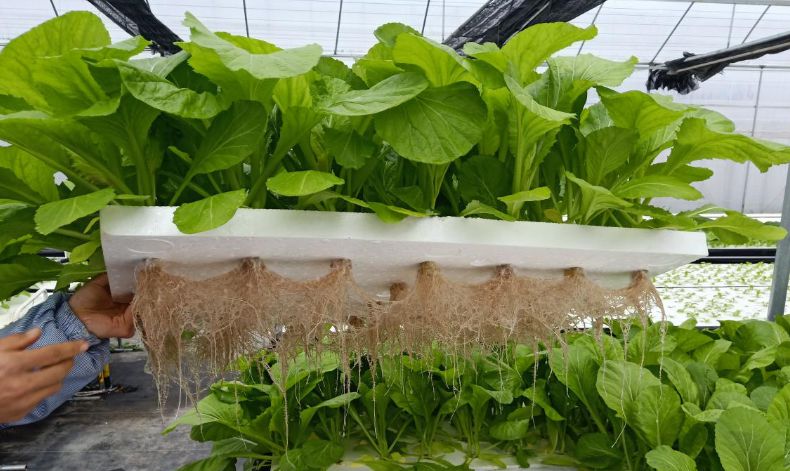 哪些蔬菜可以进行无土栽培,无土栽培蔬菜的优点是什么