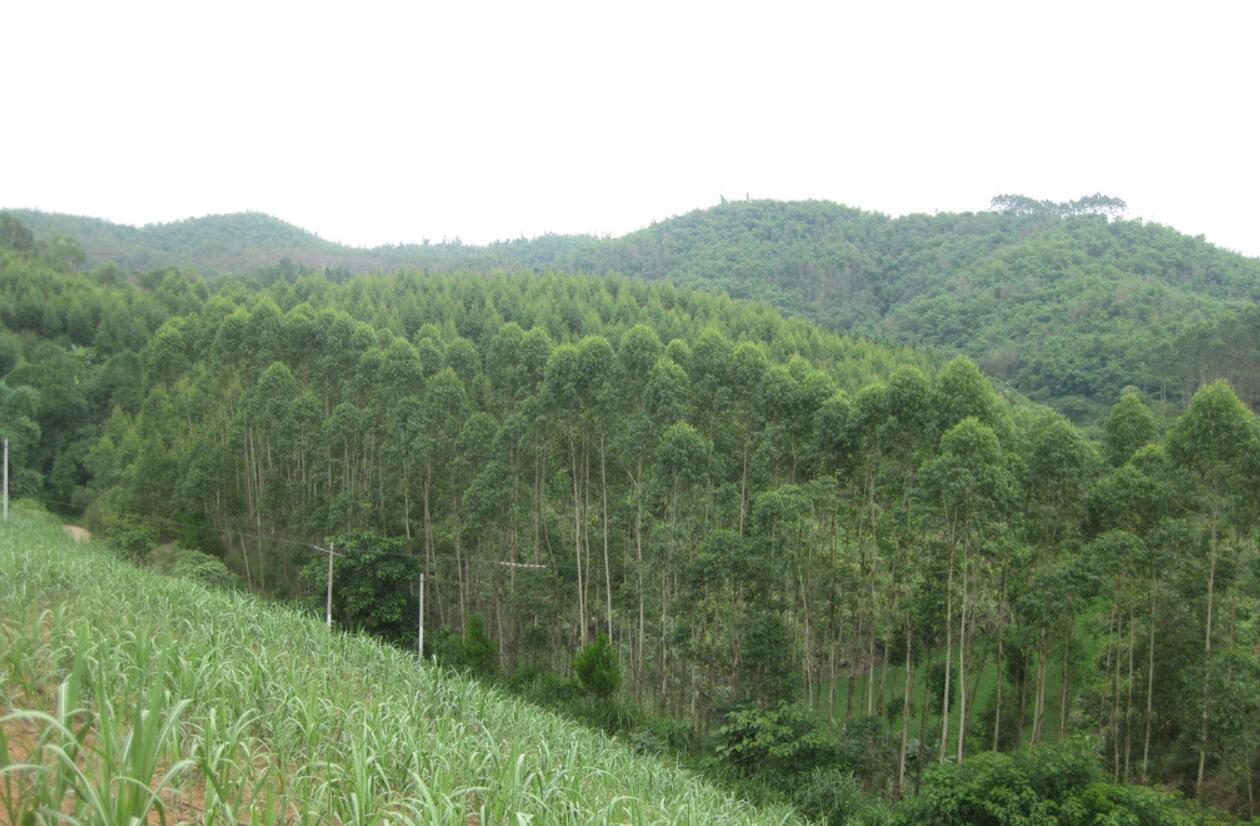 毒气树,抽水机!速生桉引入中国100多年,为何还要大规模种植?|桉树|抽