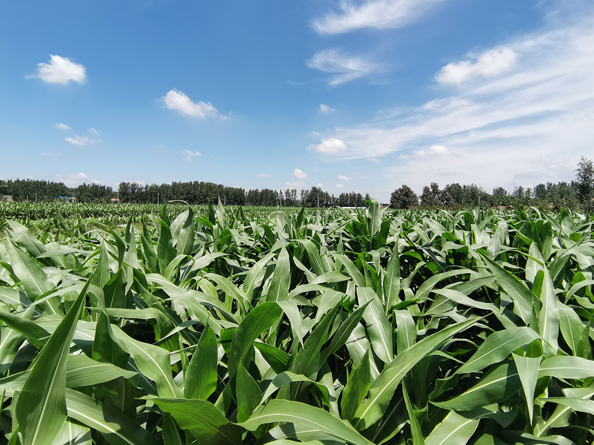今年玉米种植面积大增却遭遇30年大害到底种什么品种