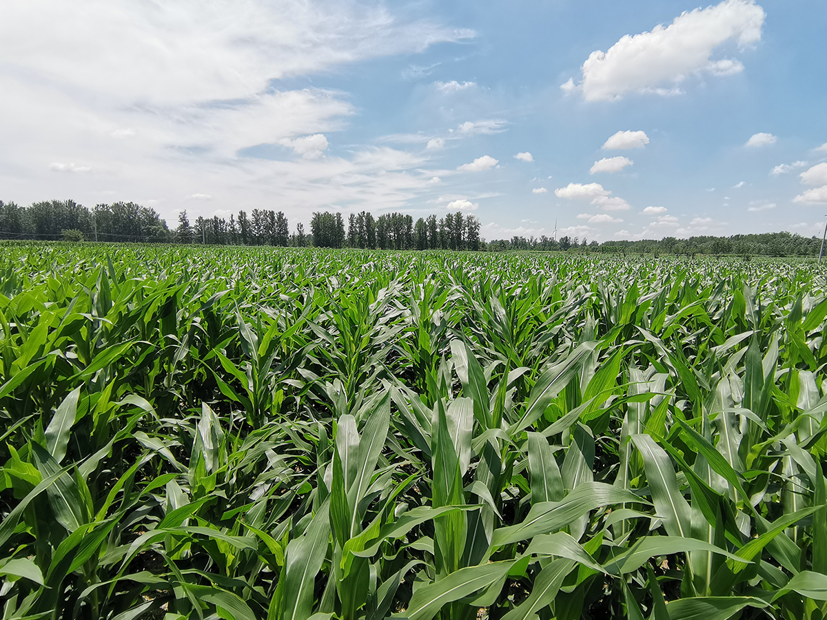 今年玉米种植面积大增却遭遇30年大害到底种什么品种