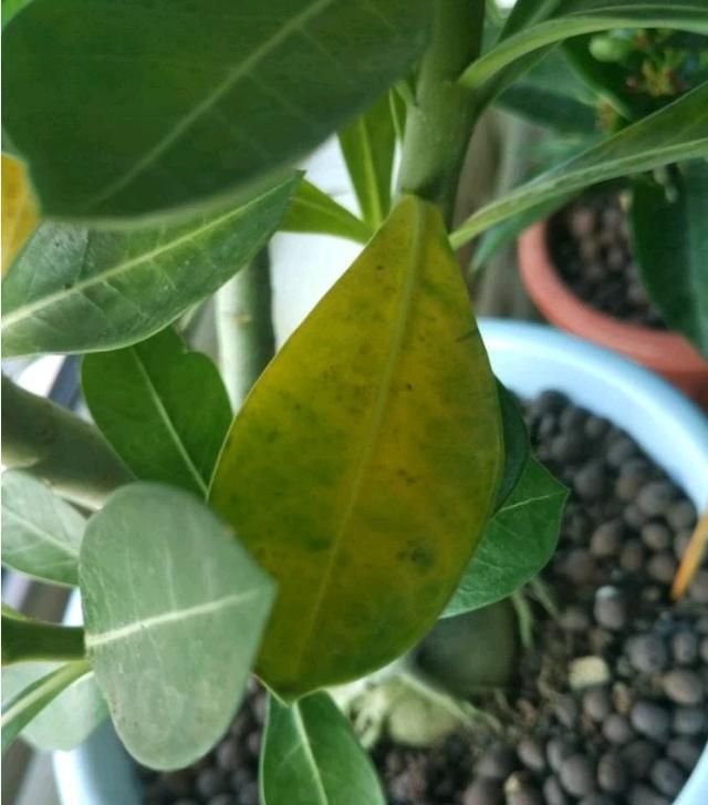 沙漠玫瑰叶子发黄掉落怎么办,别着急沙漠玫瑰叶黄解决方法看这里