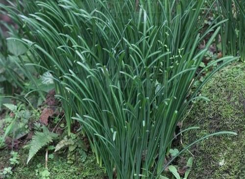 石蒜是一种怎样的植物