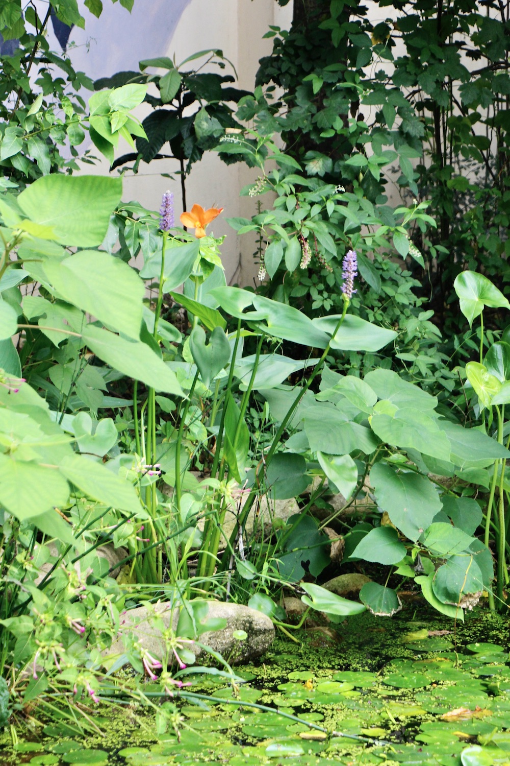 池塘边的水生植物.澎湃新闻记者王昱图
