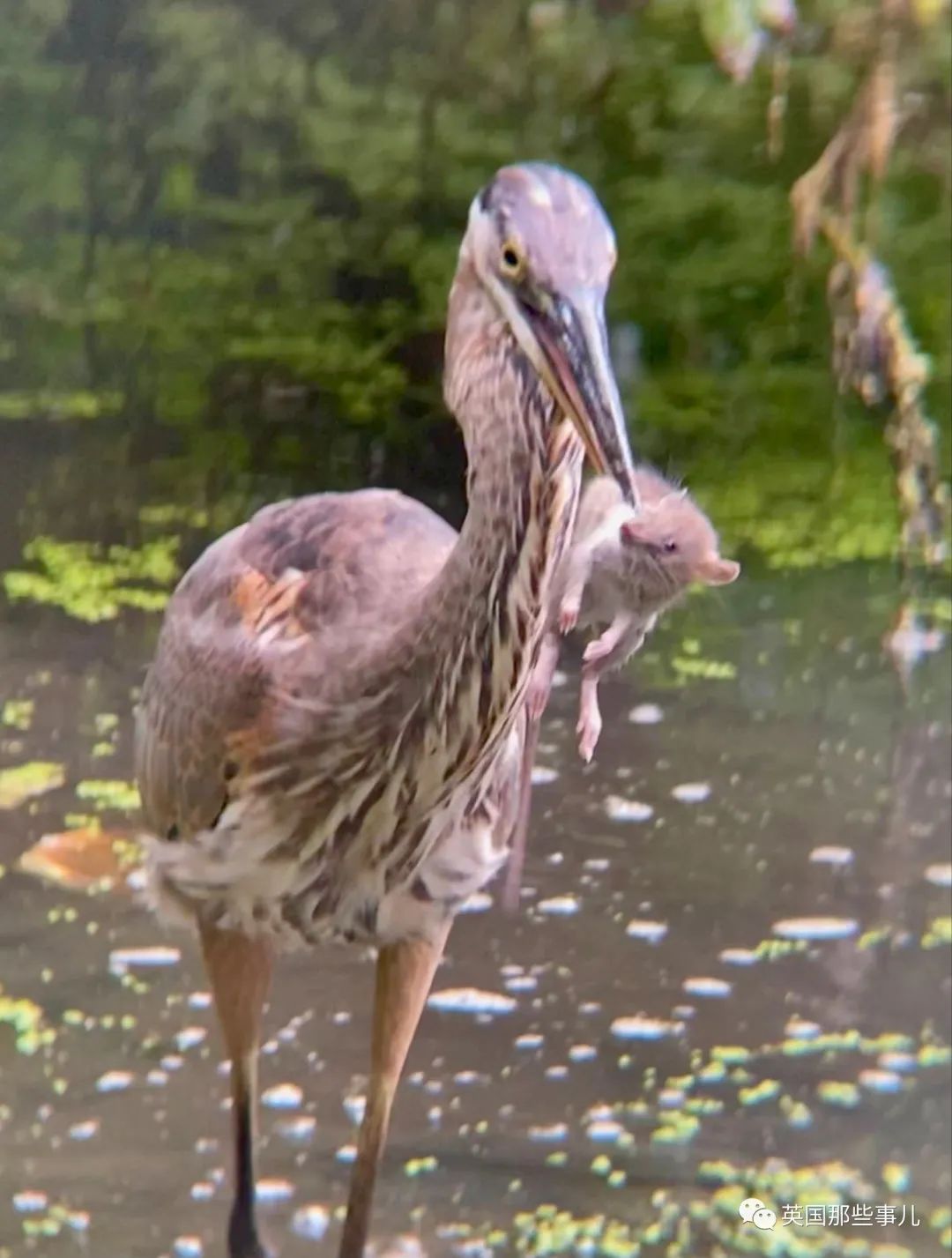 纽约一只大水鸟吞了一只大老鼠,结果被当地人封为英雄了?