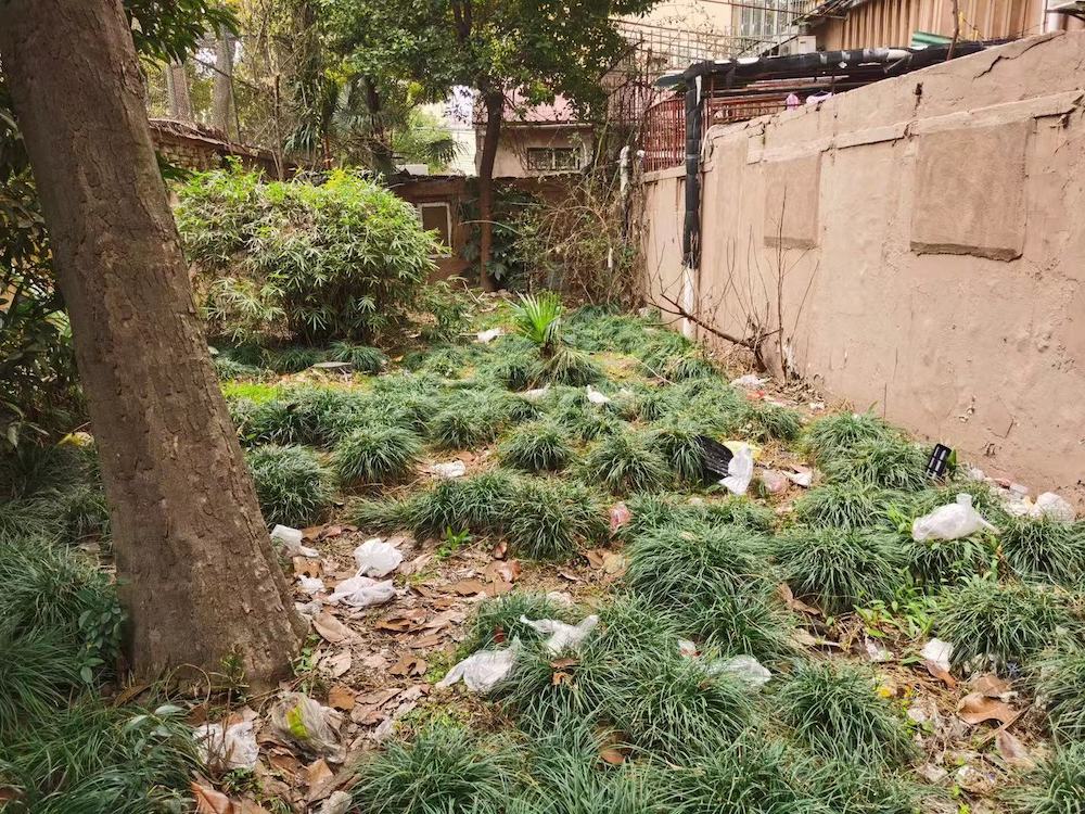 家门口的好去处让自然重回城市这座社区花园做到了