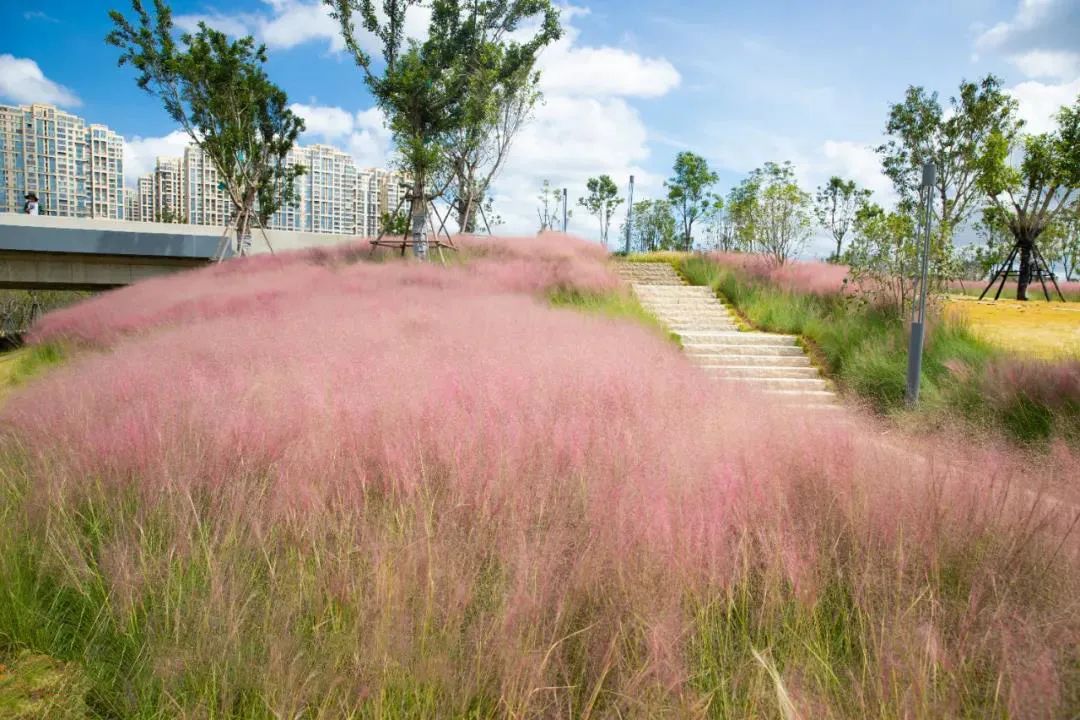 粉黛乱子草花开成海,周末来福清这个公园赴一场粉色的浪漫之约吧
