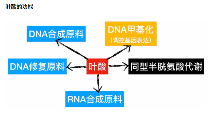 叶酸补多了会不会中毒？非备孕怀孕只是单纯想补补叶酸可以嘛？