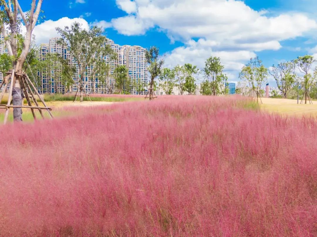 粉黛乱子草花开成海,周末来福清这个公园赴一场粉色的浪漫之约吧|花海