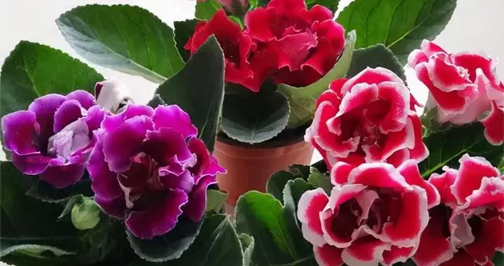 大岩桐这种植物适合在怎样的环境下生长 植物的生活小习惯你知道吗