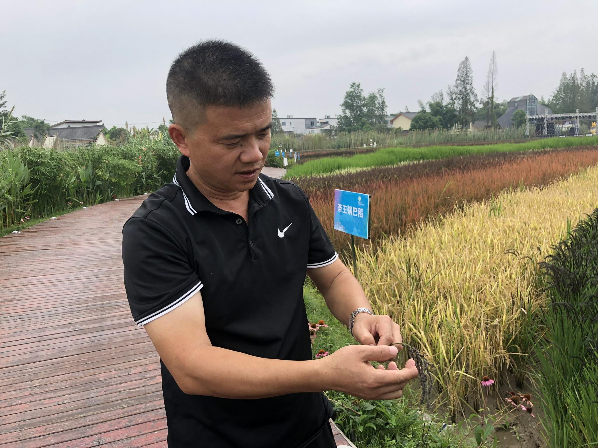 彩色水稻是怎么种出来的?
