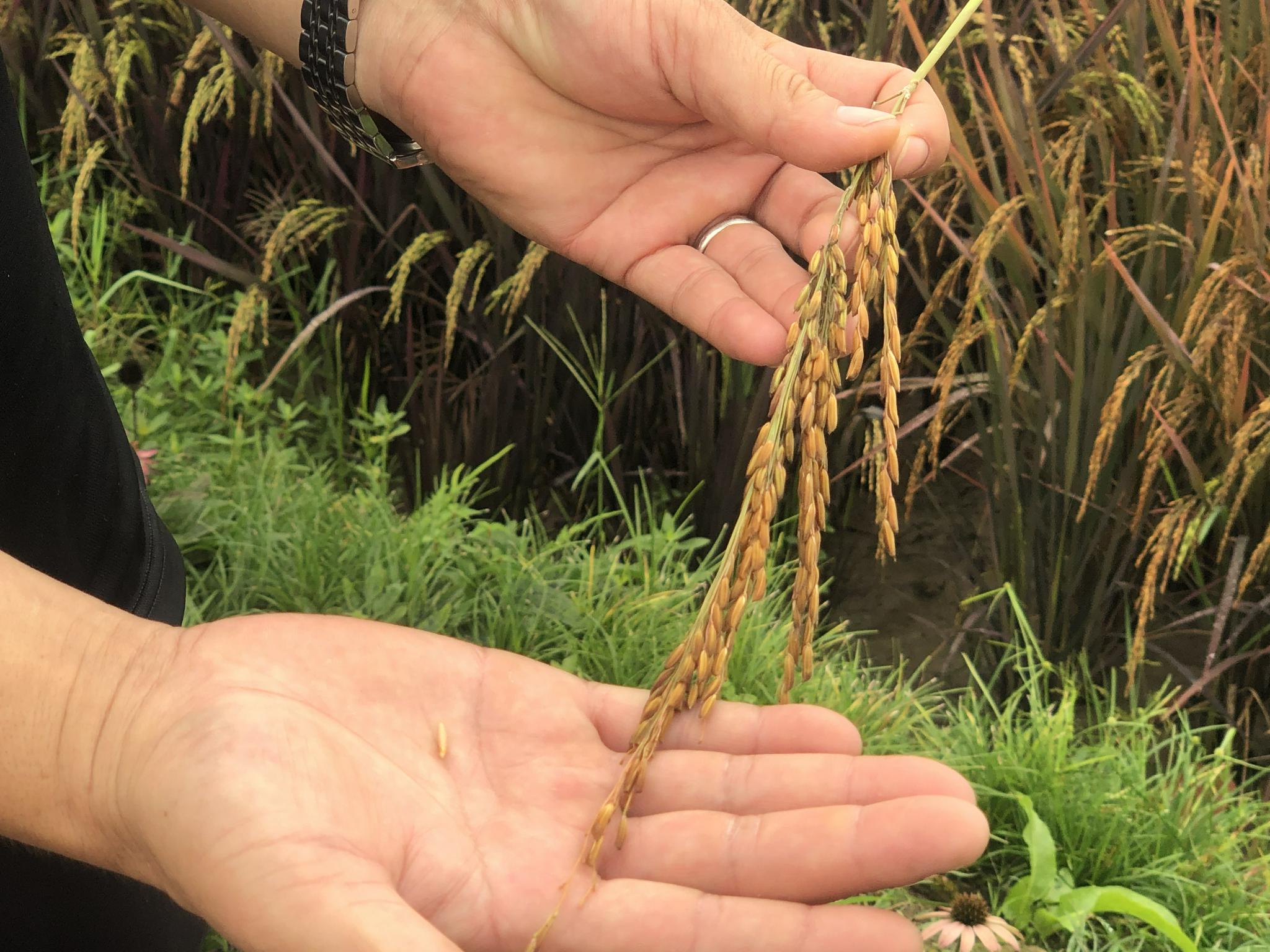 目前,这批彩色水稻种子已在邛崃市试验种植了140余亩,再过一阵,张