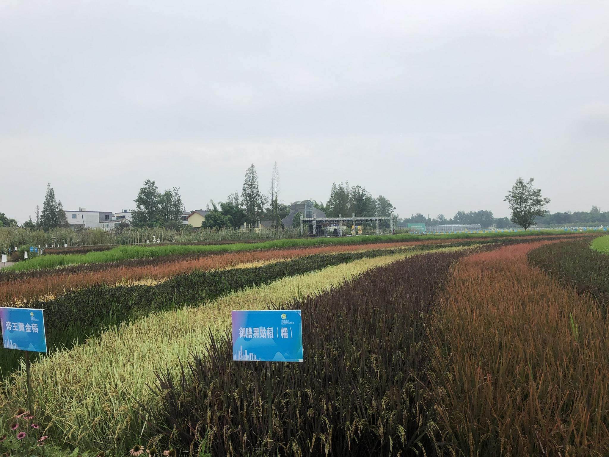 位于成都邛崃市天府现代种业园的彩色水稻田.