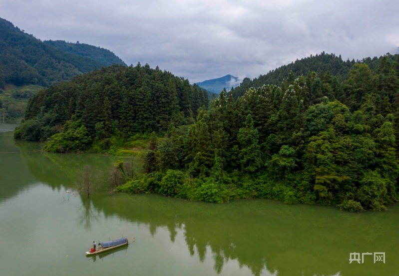 贵州从江都柳江畔鹭鸟飞