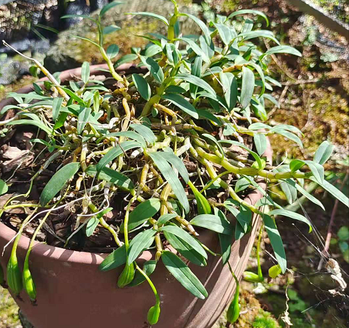 伏牛山曲茎石斛研发人曲茎石斛新增为国家一级保护野生植物