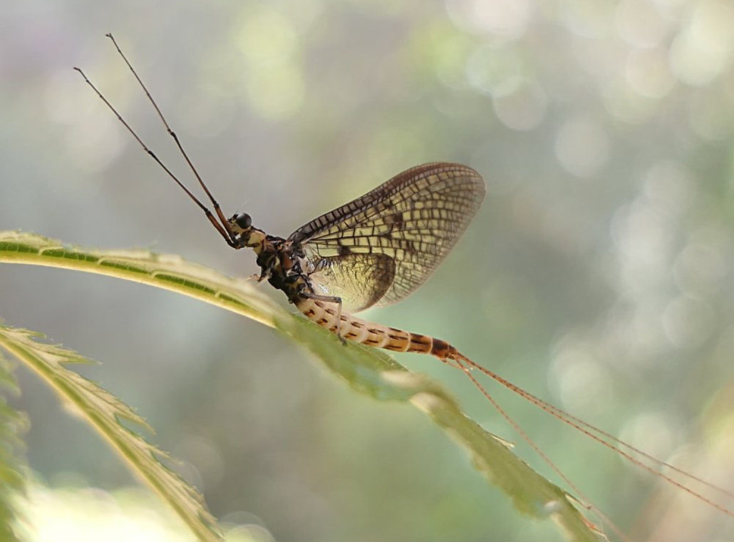 湖南沅江出现大量蜉蝣密密麻麻满天飞天气要大变了吗