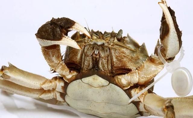 买螃蟹时,只要说出这2个词,老板一听是懂行的,不敢糊弄你休闲区蓝鸢梦想 - Www.slyday.coM