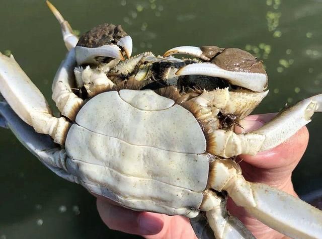 买螃蟹时,只要说出这2个词,老板一听是懂行的,不敢糊弄你休闲区蓝鸢梦想 - Www.slyday.coM