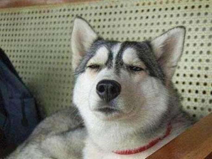 二哈捣乱被误伤元凶竟然是鱼钩主人无奈摊手这能怪谁