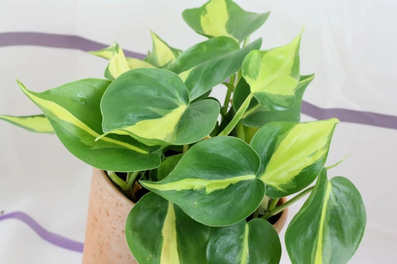 品种繁多的心叶蔓绿绒,你喜欢叶子翠绿的,还是带有斑锦的?