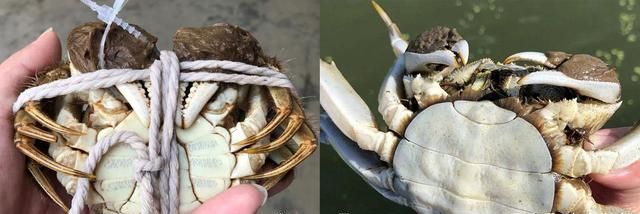 买螃蟹时,只要说出这2个词,老板一听是懂行的,不敢糊弄你休闲区蓝鸢梦想 - Www.slyday.coM