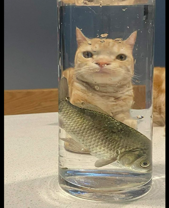 猫咪|鱼|小鱼_新浪新闻