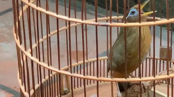 抓了一只画眉鸟!一男子被提起公诉!