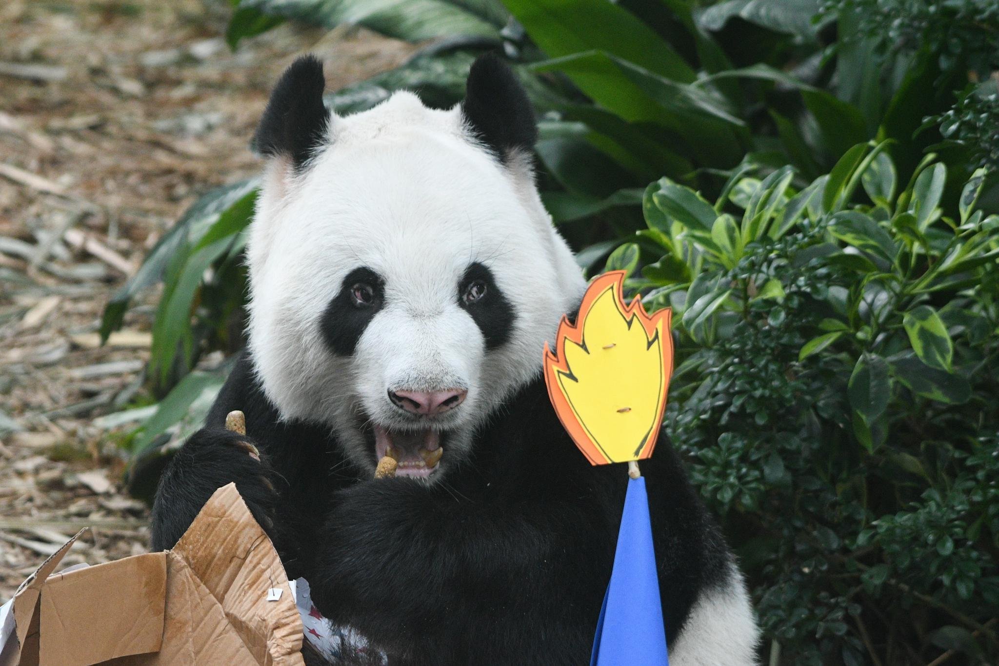 新加坡:为大熊猫"凯凯"庆生,并确定其幼崽为雄性