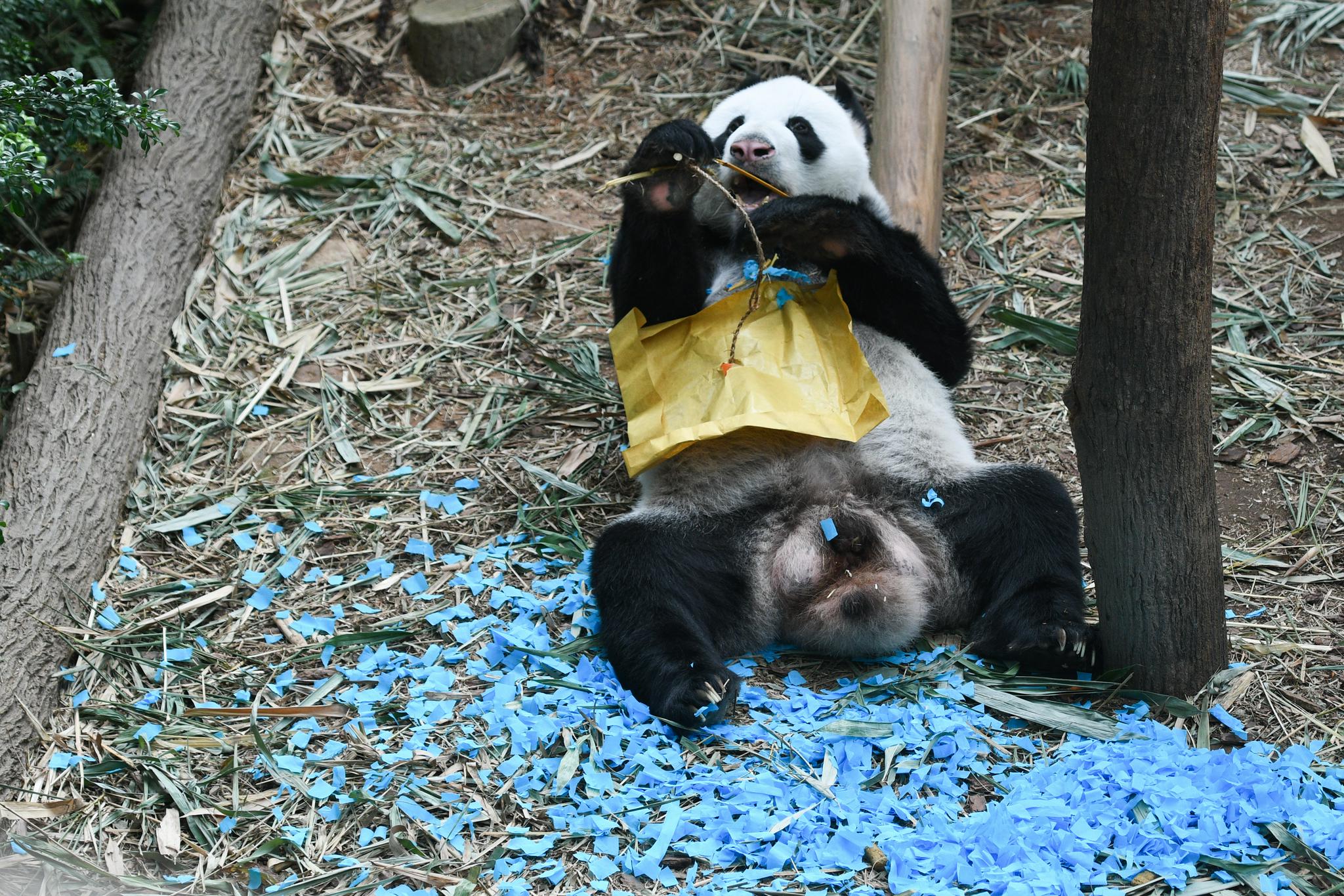 9月10日,大熊猫"凯凯"在新加坡河川生态园举行的生日会上玩耍.