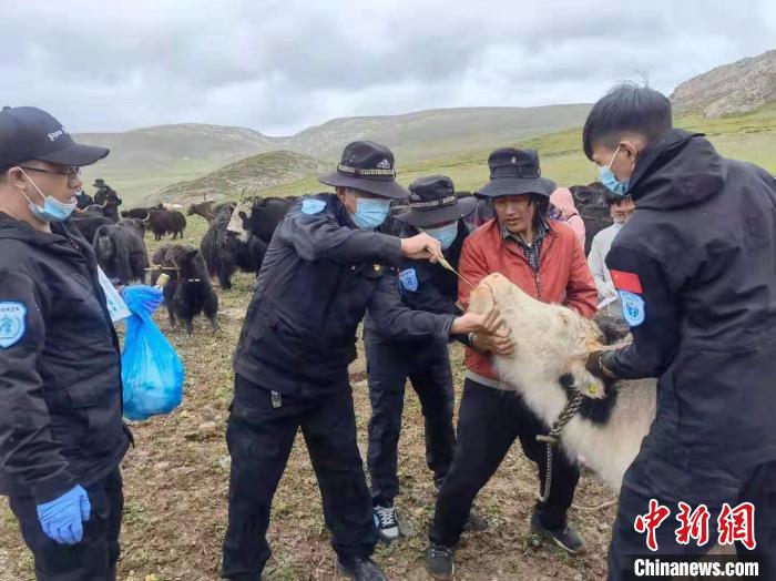 图为海北州村级动物防疫员日常工作。门源县动物疫病预防控制中心供图