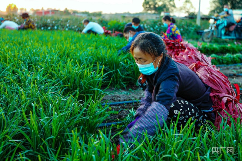 今年以来,新疆昌吉回族自治州呼图壁县在乡村振兴中牢牢抓住产业兴旺