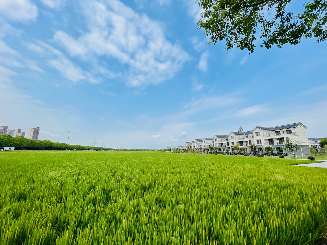 沪苏省界向阳村除了亲切的村味还有个摩登游客中心