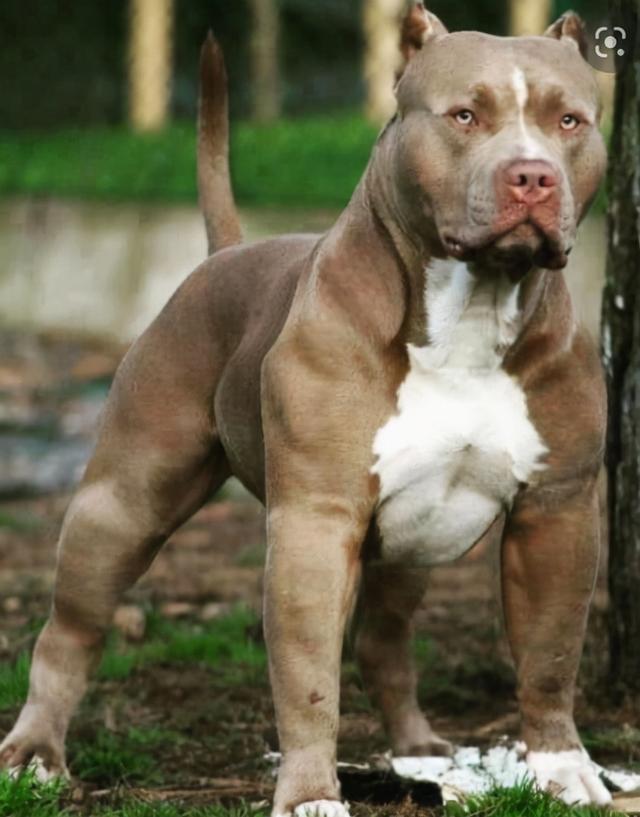 美国女子被朋友的比特犬咬掉鼻子放弃索赔反而更加宠爱自家狗狗