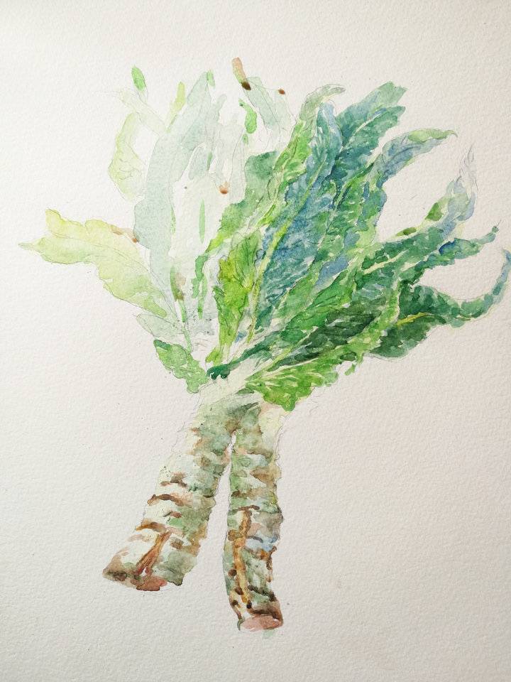 贾绍萍轻水彩系列:一日三餐之莴苣