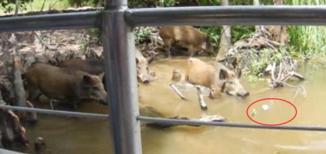 游客引诱野猪下水,目的只是为了看热闹,可把水下的鳄鱼乐坏了!休闲区蓝鸢梦想 - Www.slyday.coM 游客引诱野猪下水,目的只是为了看热闹,可把水下的鳄鱼乐坏了!休闲区蓝鸢梦想 - Www.slyday.coM