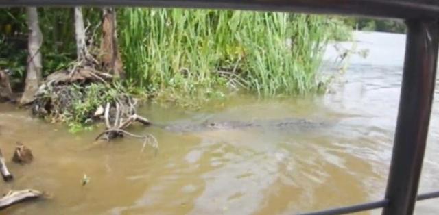 游客引诱野猪下水,目的只是为了看热闹,可把水下的鳄鱼乐坏了!休闲区蓝鸢梦想 - Www.slyday.coM 游客引诱野猪下水,目的只是为了看热闹,可把水下的鳄鱼乐坏了!休闲区蓝鸢梦想 - Www.slyday.coM