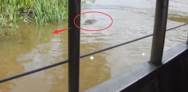 游客引诱野猪下水,目的只是为了看热闹,可把水下的鳄鱼乐坏了!休闲区蓝鸢梦想 - Www.slyday.coM 游客引诱野猪下水,目的只是为了看热闹,可把水下的鳄鱼乐坏了!休闲区蓝鸢梦想 - Www.slyday.coM