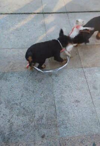 小猫咪被狗狗合伙撕咬，路人们围观叫好，却无一人上前阻止！休闲区蓝鸢梦想 - Www.slyday.coM