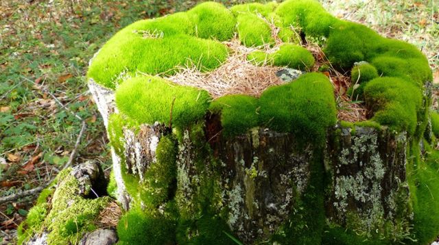 苔藓植物,会分化出根茎叶吗?|苔藓|植物|假根_新浪新闻