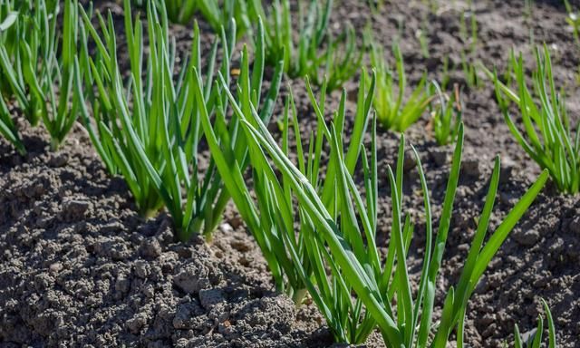 别误解了|大葱|老话|生长适温_新浪新闻