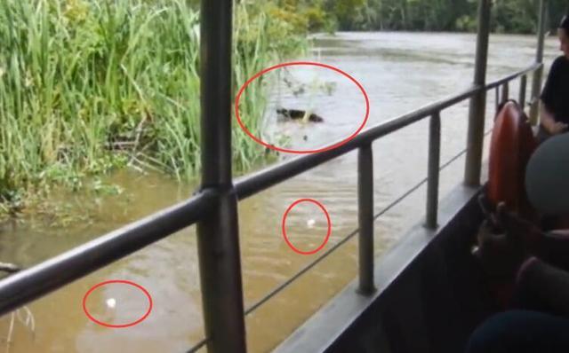 游客引诱野猪下水,目的只是为了看热闹,可把水下的鳄鱼乐坏了!休闲区蓝鸢梦想 - Www.slyday.coM 游客引诱野猪下水,目的只是为了看热闹,可把水下的鳄鱼乐坏了!休闲区蓝鸢梦想 - Www.slyday.coM