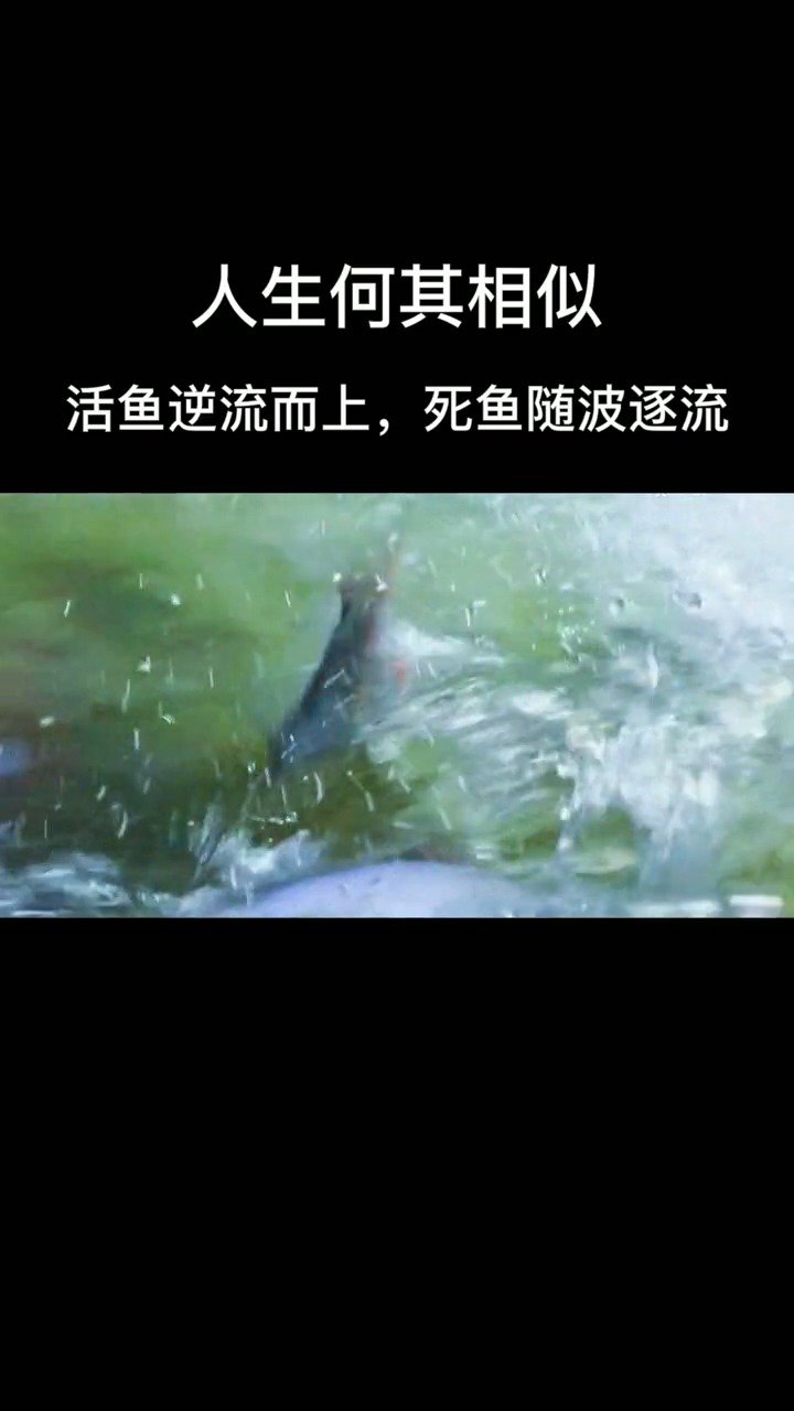 活鱼逆流而上,死鱼随波逐流! 芸芸众生,何其相似
