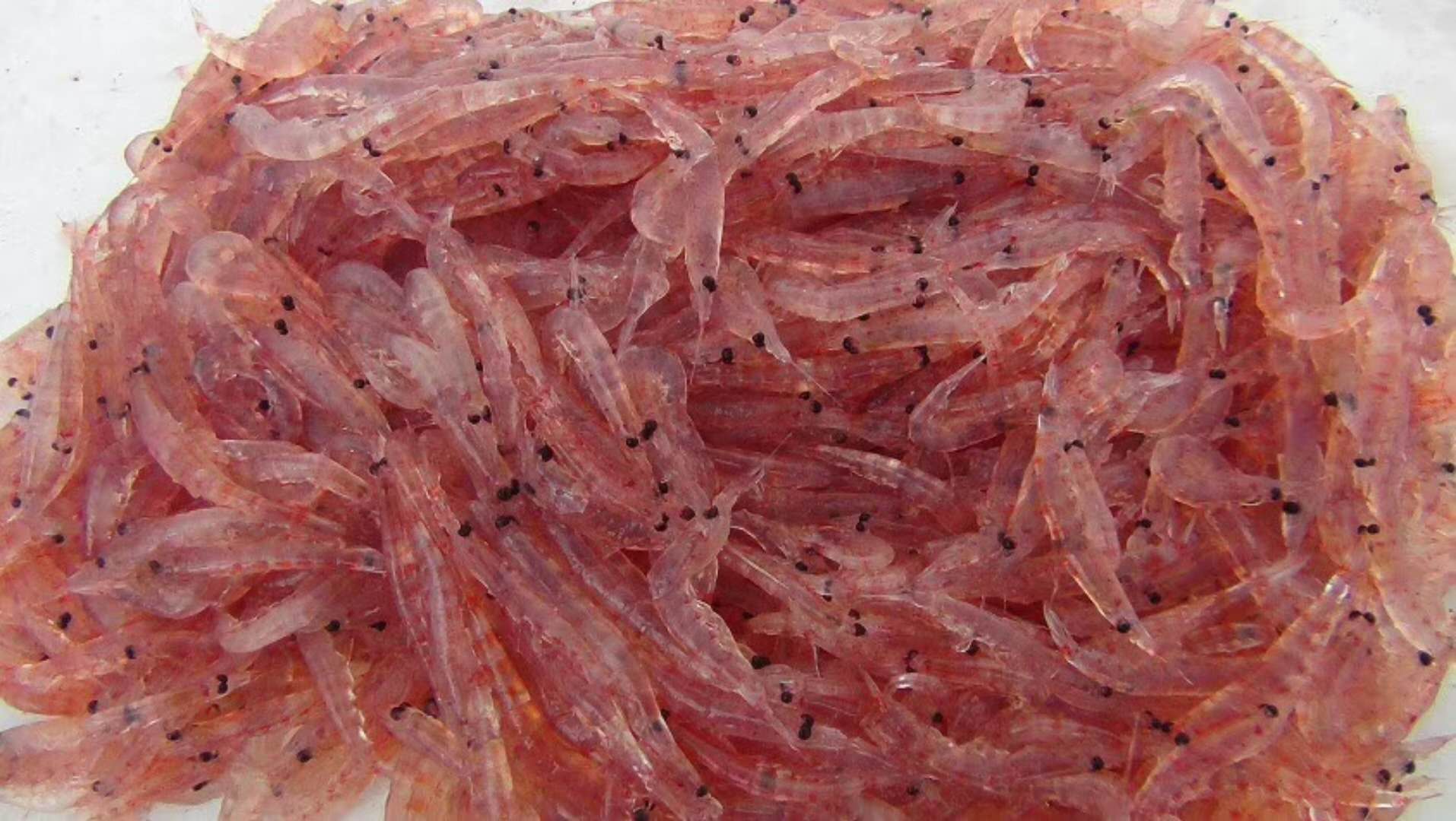 南极磷虾65亿吨的海上金矿中国将是最大黑马