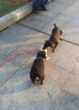 小猫咪被狗狗合伙撕咬，路人们围观叫好，却无一人上前阻止！休闲区蓝鸢梦想 - Www.slyday.coM