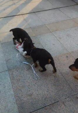 小猫咪被狗狗合伙撕咬，路人们围观叫好，却无一人上前阻止！休闲区蓝鸢梦想 - Www.slyday.coM