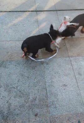 小猫咪被狗狗合伙撕咬，路人们围观叫好，却无一人上前阻止！休闲区蓝鸢梦想 - Www.slyday.coM