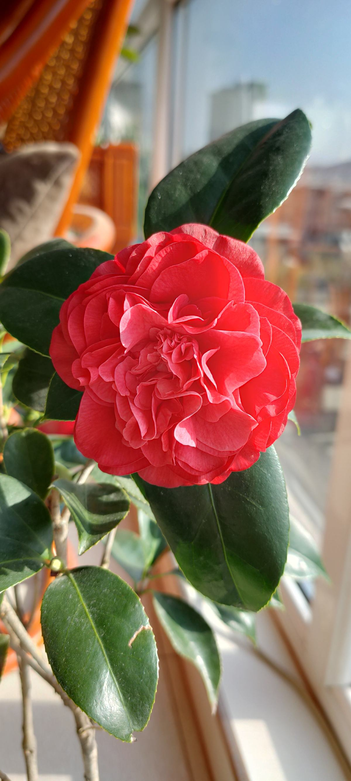 8种花红得像火一看就特吉祥养家里红红火火真喜庆